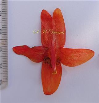  Corolla-Lower view